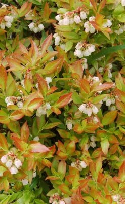 Wild Lowbush Blueberry Plant - 1 Gallon -Garden Plants shop vaccinium angustifolium low bush blueberry 9