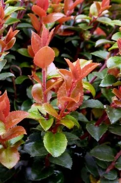 Evergreen Huckleberry (Vaccinium Ovatum) -3 Gallon Pot 4 Evergreen Huckleberry (Vaccinium Ovatum) -3 Gallon Pot -Garden Plants shop vaccinium ovatum evergreen huckleberry 10