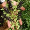Evergreen Huckleberry (Vaccinium Ovatum) -3 Gallon Pot