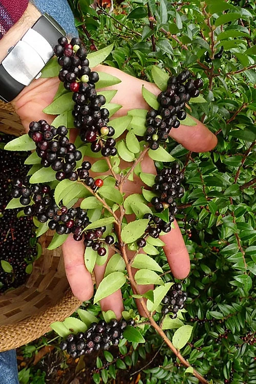 Evergreen Huckleberry (Vaccinium ovatum) -3 Gallon Pot Evergreen Huckleberry (Vaccinium Ovatum) -3 Gallon Pot -Garden Plants shop vaccinium ovatum evergreen huckleberry 11
