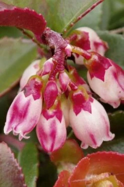 Evergreen Huckleberry (Vaccinium Ovatum) -3 Gallon Pot 6 Evergreen Huckleberry (Vaccinium Ovatum) -3 Gallon Pot -Garden Plants shop vaccinium ovatum evergreen huckleberry 4