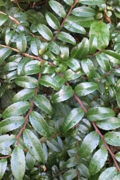 Evergreen Huckleberry (Vaccinium Ovatum) -3 Gallon Pot 8 Evergreen Huckleberry (Vaccinium Ovatum) -3 Gallon Pot -Garden Plants shop vaccinium ovatum evergreen huckleberry 7