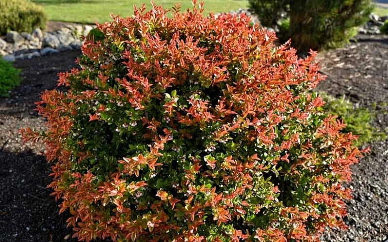 Evergreen Huckleberry (Vaccinium ovatum) -3 Gallon Pot Evergreen Huckleberry (Vaccinium Ovatum) -3 Gallon Pot -Garden Plants shop vaccinium ovatum evergreen huckleberry 8