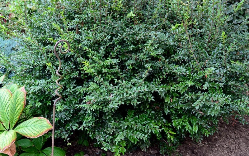 Evergreen Huckleberry (Vaccinium ovatum) -3 Gallon Pot Evergreen Huckleberry (Vaccinium Ovatum) -3 Gallon Pot -Garden Plants shop vaccinium ovatum evergreen huckleberry 9