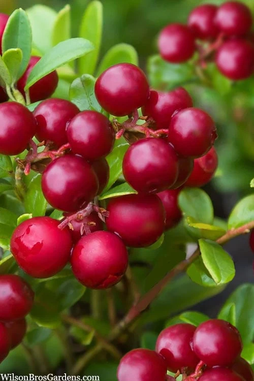 Red Candy Ligonberry (Vaccinum vitis-idaea) - 1 Gallon Red Candy Ligonberry (Vaccinum Vitis-idaea) - 1 Gallon -Garden Plants shop vaccinum vitis idaea red candy ligonberry 2