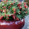 Red Candy Ligonberry (Vaccinum Vitis-idaea) - 1 Gallon