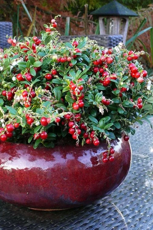Red Candy Ligonberry (Vaccinum vitis-idaea) - 1 Gallon Red Candy Ligonberry (Vaccinum Vitis-idaea) - 1 Gallon -Garden Plants shop vaccinum vitis idaea red candy ligonberry 3