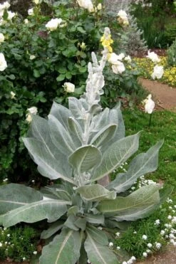 Giant Silver Mullien (Verbascum Bombyciferum) - 1 Gallon Pot 5 Giant Silver Mullien (Verbascum Bombyciferum) - 1 Gallon Pot -Garden Plants shop verbascum bombyciferum giant silver mullien 2