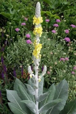 Giant Silver Mullien (Verbascum Bombyciferum) - 1 Gallon Pot 6 Giant Silver Mullien (Verbascum Bombyciferum) - 1 Gallon Pot -Garden Plants shop verbascum bombyciferum giant silver mullien 3