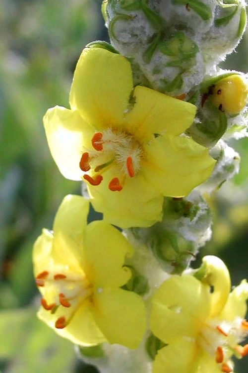 Giant Silver Mullien (Verbascum bombyciferum) - 1 Gallon Pot Giant Silver Mullien (Verbascum Bombyciferum) - 1 Gallon Pot -Garden Plants shop verbascum bombyciferum giant silver mullien 5