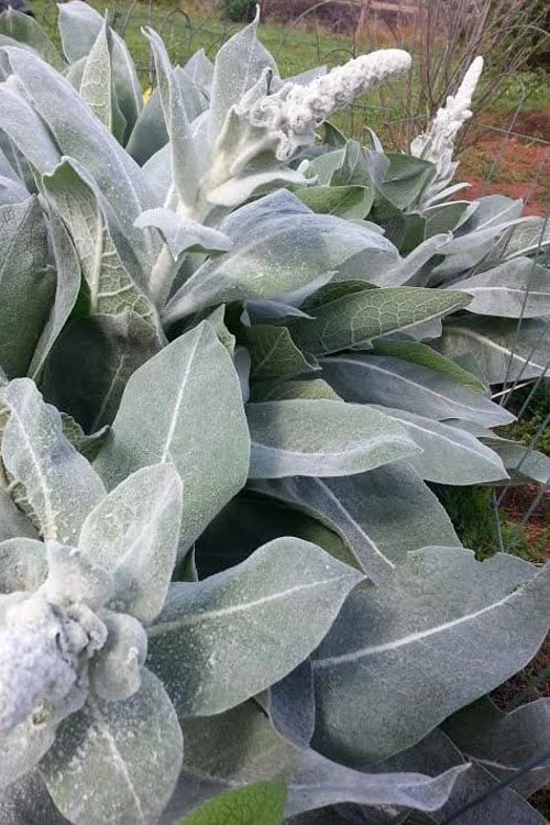 Giant Silver Mullien (Verbascum bombyciferum) - 1 Gallon Pot Giant Silver Mullien (Verbascum Bombyciferum) - 1 Gallon Pot -Garden Plants shop verbascum bombyciferum giant silver mullien 8
