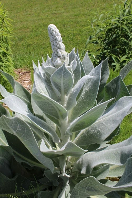 Giant Silver Mullien (Verbascum bombyciferum) - 1 Gallon Pot Giant Silver Mullien (Verbascum Bombyciferum) - 1 Gallon Pot -Garden Plants shop verbascum bombyciferum giant silver mullien 9