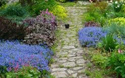 Georgia Blue Veronica Umbrosa - 1 Gallon Pot -Garden Plants shop veronica peduncularis georgia blue speedwell 1