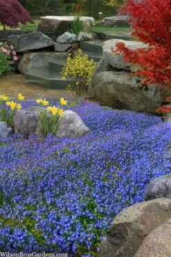 Georgia Blue Veronica Umbrosa - 1 Gallon Pot