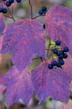 Maple Leaf Viburnum - 3 Pack Of 1.5 Quart Pots -Garden Plants shop viburnum acerifolium maple leaf 3 1