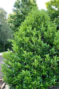 Mirror Leaf Sweet Viburnum - 1 Gallon Pot 3 Mirror Leaf Sweet Viburnum - 1 Gallon Pot -Garden Plants shop viburnum awabuki chindo 3