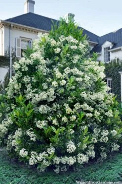 Mirror Leaf Sweet Viburnum - 7 Gallon Pot (3-4')