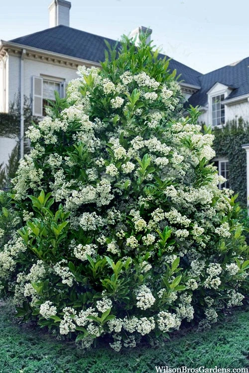 Mirror Leaf Sweet Viburnum - 7 Gallon Pot (3-4') Mirror Leaf Sweet Viburnum - 7 Gallon Pot (3-4') -Garden Plants shop viburnum awabuki chindo 30 1