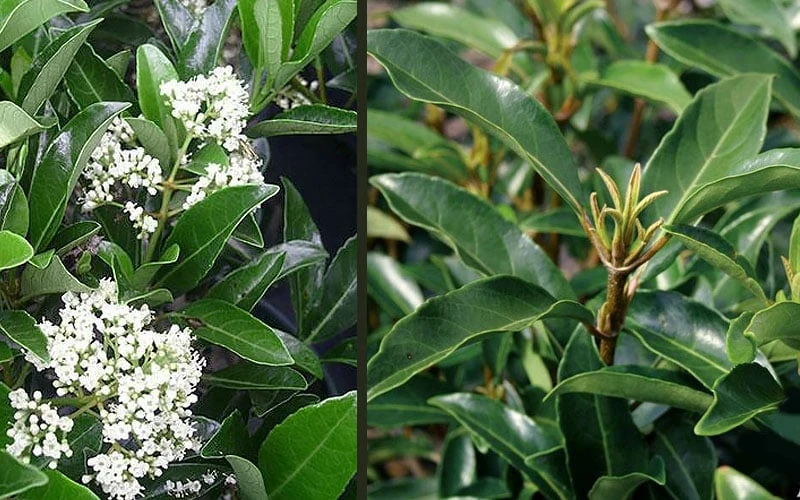 Mirror Leaf Sweet Viburnum - 7 Gallon Pot (3-4') Mirror Leaf Sweet Viburnum - 7 Gallon Pot (3-4') -Garden Plants shop viburnum awabuki chindo 4 1