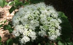Arrowwood Viburnum - 3 Gallon Pot -Garden Plants shop viburnum dentatum arrowwood 5