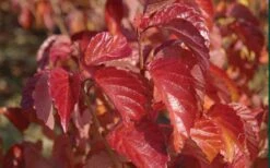 Arrowwood Viburnum - 3 Gallon Pot -Garden Plants shop viburnum dentatum arrowwood 9