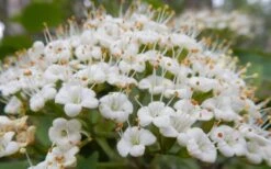Mohican Arrowwood Viburnum - 6 Gallon Pot (4-5') -Garden Plants shop viburnum lantana mohican 1