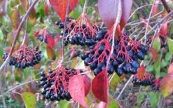 Nannyberry Viburnum - 3 Gallon Pot 3 Nannyberry Viburnum - 3 Gallon Pot -Garden Plants shop viburnum lentago nannyberry 2