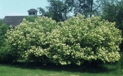 Nannyberry Viburnum - 3 Gallon Pot 4 Nannyberry Viburnum - 3 Gallon Pot -Garden Plants shop viburnum lentago nannyberry 4