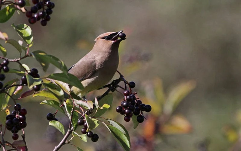 Nannyberry Viburnum - 3 Pack of 1.5 Quart Pots Nannyberry Viburnum - 3 Pack Of 1.5 Quart Pots -Garden Plants shop viburnum lentago nannyberry 5 1