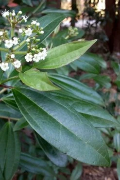 Moonlit Lace Viburnum - 6 Pack Of 1 Gallon Pots -Garden Plants shop viburnum moonlit lace 5