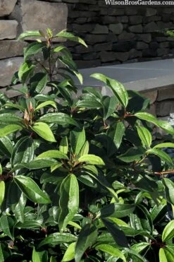 Moonlit Lace Viburnum - 1 Gallon Pot -Garden Plants shop viburnum moonlit lace 8 3