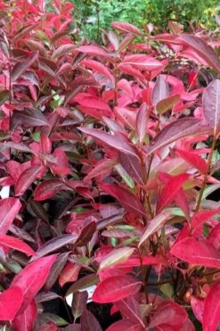 Winterthur Viburnum - 1 Gallon Pot -Garden Plants shop viburnum nudum winterthur 100