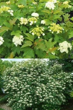 Dwarf European Cranberry Bush - 5 Gallon Pot -Garden Plants shop viburnum opulus compactum dwarf european cranberry bush 10 1