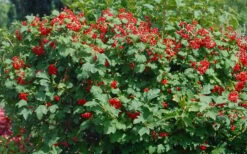 Dwarf European Cranberry Bush - 1 Gallon Pot -Garden Plants shop viburnum opulus compactum dwarf european cranberry bush 2