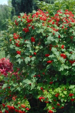 Dwarf European Cranberry Bush - 1 Gallon Pot -Garden Plants shop viburnum opulus compactum dwarf european cranberry bush 3