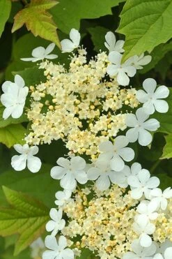 Dwarf European Cranberry Bush - 1 Gallon Pot -Garden Plants shop viburnum opulus compactum dwarf european cranberry bush 4
