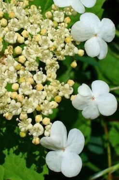 Dwarf European Cranberry Bush - 1 Gallon Pot -Garden Plants shop viburnum opulus compactum dwarf european cranberry bush 7