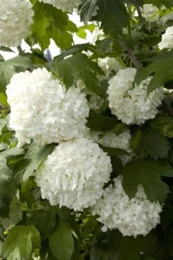 Eastern Snowball Viburnum Bush - 1 Gallon Pot -Garden Plants shop viburnum opulus sterile eastern snowball 2