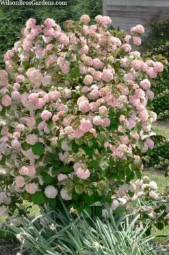 Kern's Pink Snowball Viburnum Bush - 2 Gallon Pot -Garden Plants shop viburnum plicatum kerns pink snowball 9