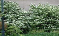 Japanese Doublefile Viburnum - 2 Gallon Pot 6 Japanese Doublefile Viburnum - 2 Gallon Pot -Garden Plants shop viburnum plicatum tomentosum japanese doublefile 1