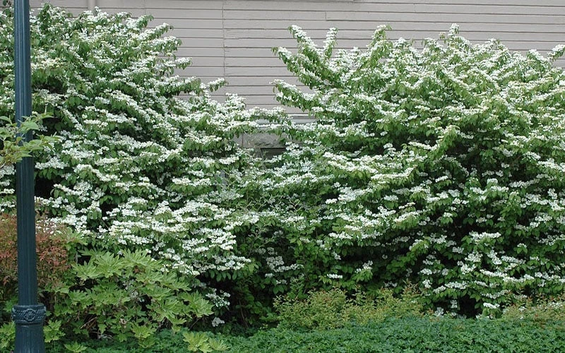 Japanese Doublefile Viburnum - 2 Gallon Pot Japanese Doublefile Viburnum - 2 Gallon Pot -Garden Plants shop viburnum plicatum tomentosum japanese doublefile 1