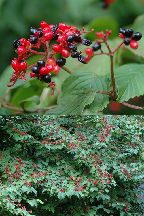 Japanese Doublefile Viburnum - 2 Gallon Pot Japanese Doublefile Viburnum - 2 Gallon Pot -Garden Plants shop viburnum plicatum tomentosum japanese doublefile 2
