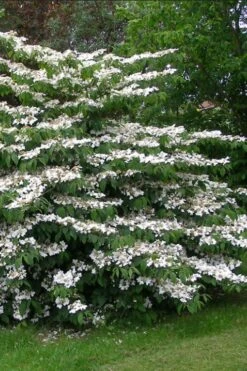 Japanese Doublefile Viburnum - 2 Gallon Pot 8 Japanese Doublefile Viburnum - 2 Gallon Pot -Garden Plants shop viburnum plicatum tomentosum japanese doublefile 5