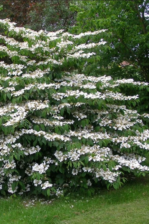 Japanese Doublefile Viburnum - 2 Gallon Pot Japanese Doublefile Viburnum - 2 Gallon Pot -Garden Plants shop viburnum plicatum tomentosum japanese doublefile 5