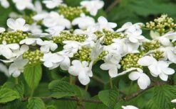 Japanese Doublefile Viburnum - 2 Gallon Pot 7 Japanese Doublefile Viburnum - 2 Gallon Pot -Garden Plants shop viburnum plicatum tomentosum japanese doublefile 6