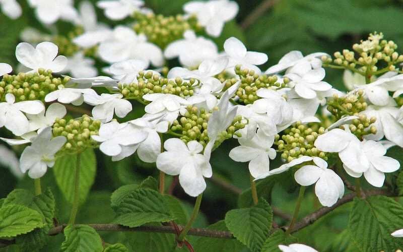 Japanese Doublefile Viburnum - 2 Gallon Pot Japanese Doublefile Viburnum - 2 Gallon Pot -Garden Plants shop viburnum plicatum tomentosum japanese doublefile 6