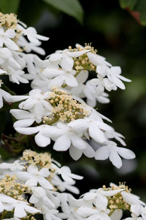 Japanese Doublefile Viburnum - 2 Gallon Pot Japanese Doublefile Viburnum - 2 Gallon Pot -Garden Plants shop viburnum plicatum tomentosum japanese doublefile 7
