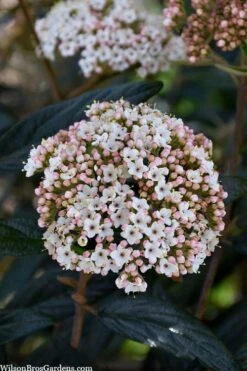 Prague Viburnum - 1 Gallon Pot -Garden Plants shop viburnum pragense prague 2 1