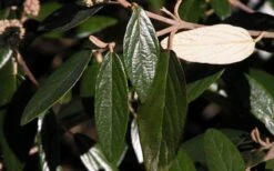 Prague Viburnum - 1 Gallon Pot -Garden Plants shop viburnum pragense prague 7 1