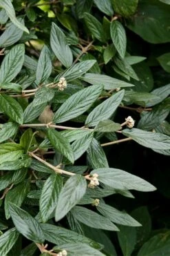 Prague Viburnum - 1 Gallon Pot -Garden Plants shop viburnum pragense prague 9 1